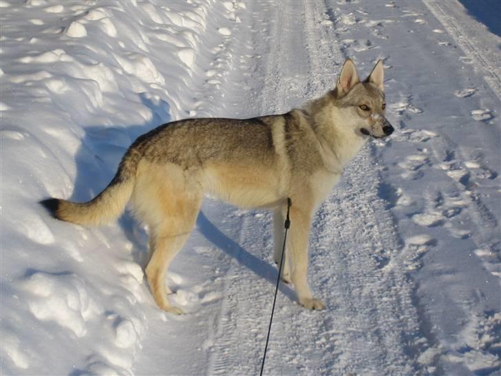 Tjekkoslovakisk ulvehund <3Fanthagiro Crying Wolf  - Fantas første tur i sneen, d. 16 dec. 2009 billede 14