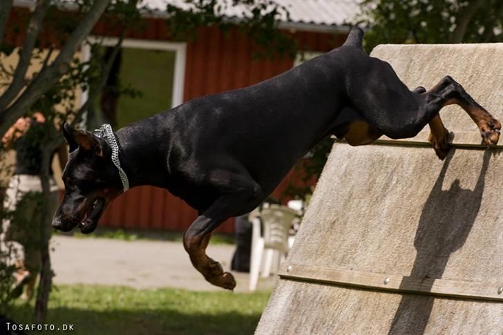 Dobermann R.I.P  Zigga - Over A spring billede 3