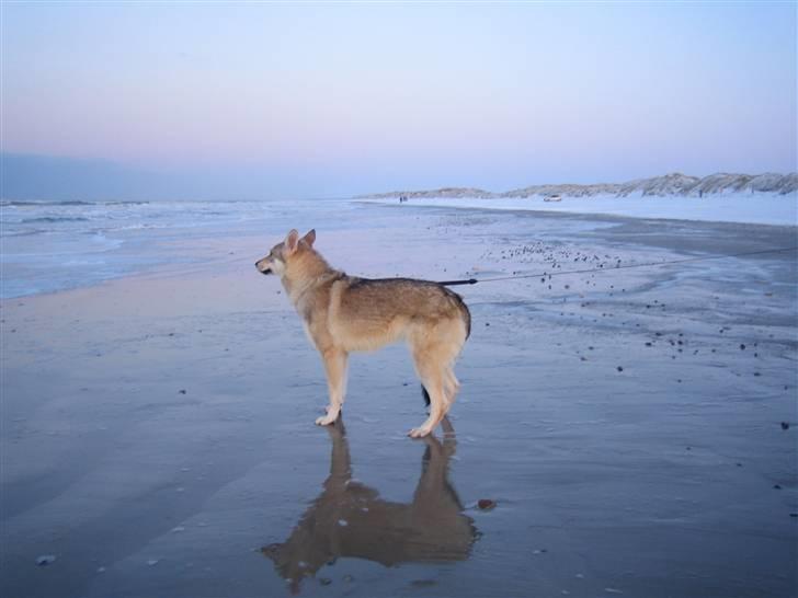 Tjekkoslovakisk ulvehund <3Fanthagiro Crying Wolf  - Det er bare ikke sjovt med så meget vand, det er for stort!! billede 15