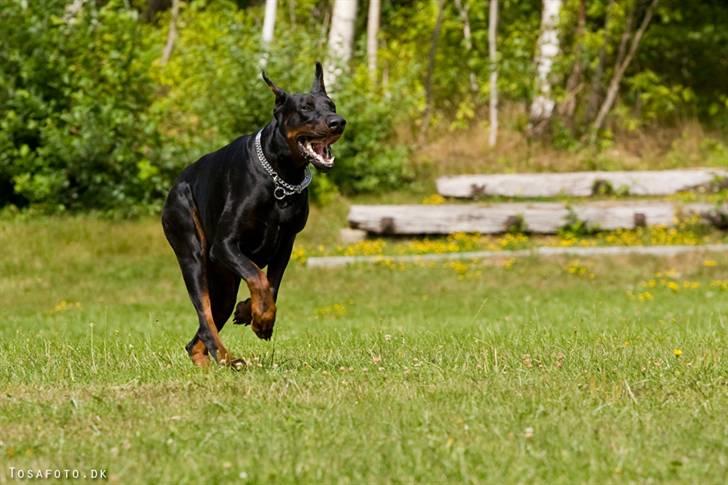 Dobermann R.I.P  Zigga - Zigga i let løb. billede 5