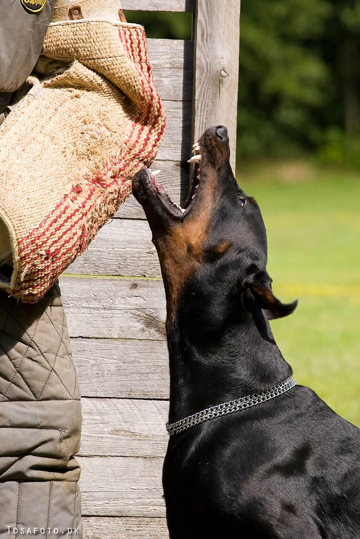 Dobermann R.I.P  Zigga - Zigga ved bevogning billede 6