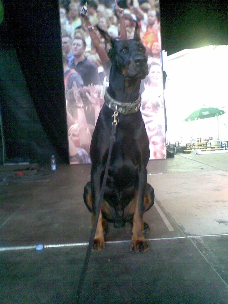 Dobermann R.I.P  Zigga - På vagt til Århus festuge 2009 billede 7