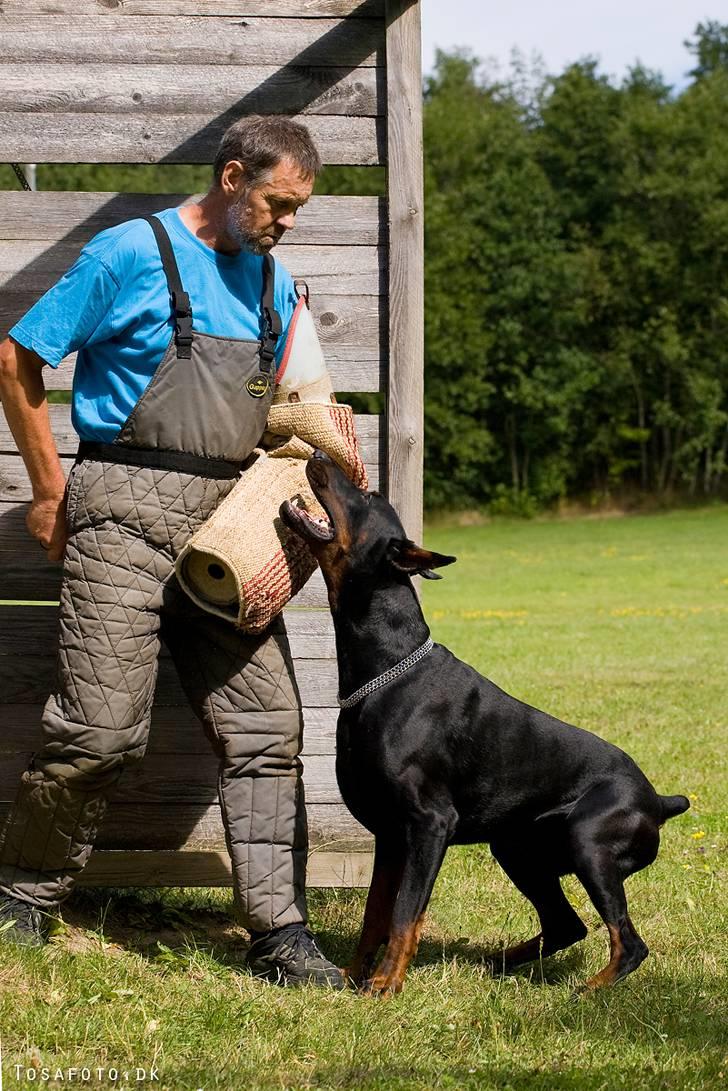 Dobermann R.I.P  Zigga - Bevogter  billede 9