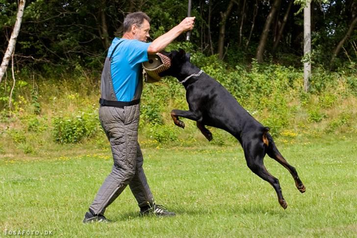 Dobermann R.I.P  Zigga - Juhu så fik jeg ham. billede 10