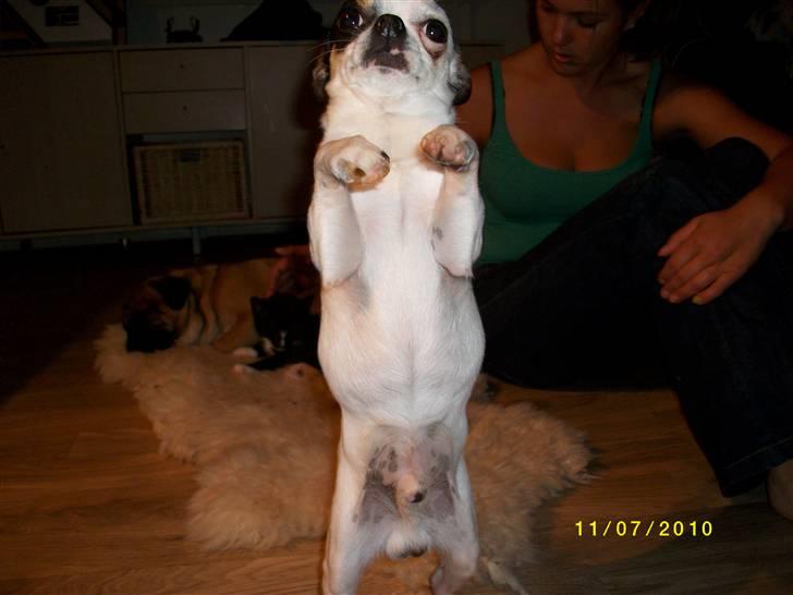 Chihuahua Charlie (Pirat Jack) billede 19