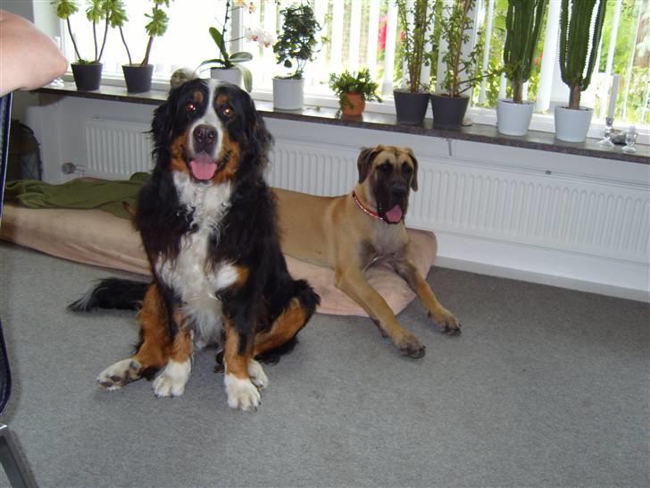 Grand danois Soffi  RIP - soffis legeveninde - Nikita billede 8