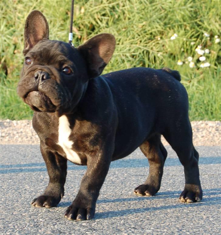 Fransk bulldog Rehab's Gyrinthe billede 5