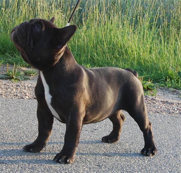 Fransk bulldog Rehab's Gyrinthe billede 6