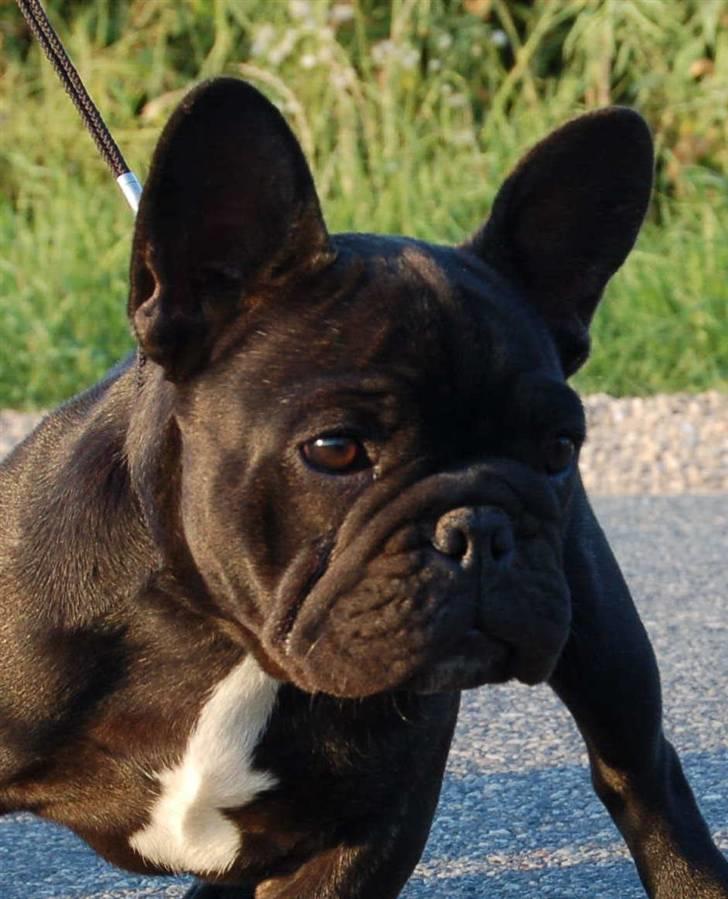Fransk bulldog Rehab's Gyrinthe billede 7