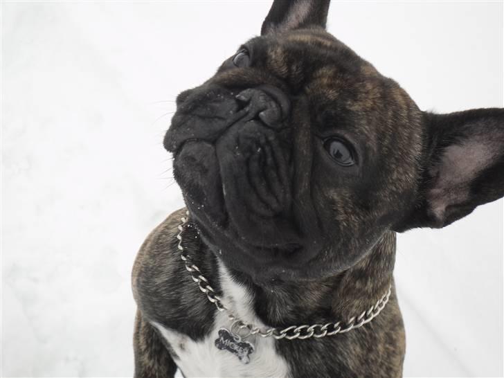 Fransk bulldog Mickey billede 1