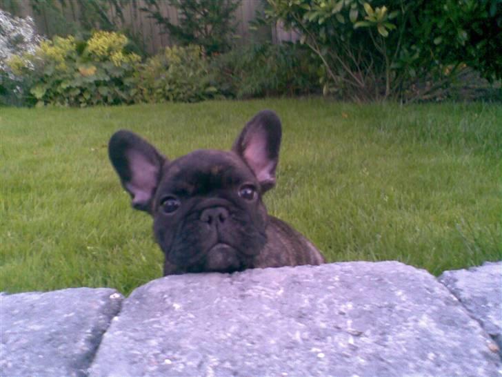 Fransk bulldog Mickey - Mickey den dag jeg fik ham for lidt over 2 år siden billede 2