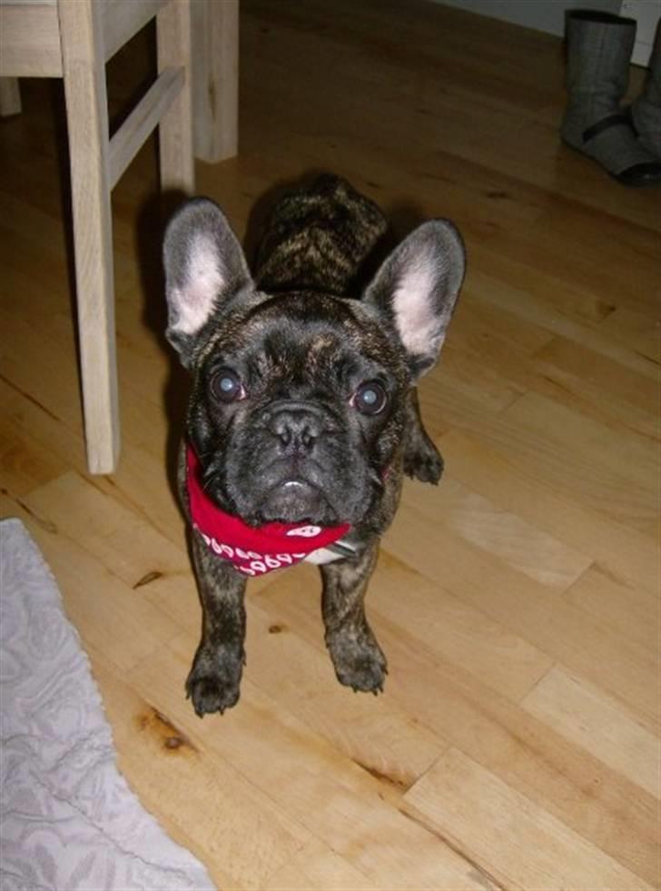 Fransk bulldog Mickey billede 3