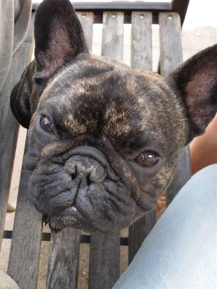 Fransk bulldog Mickey billede 4