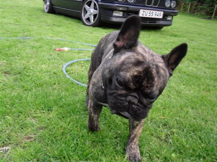 Fransk bulldog Mickey billede 5