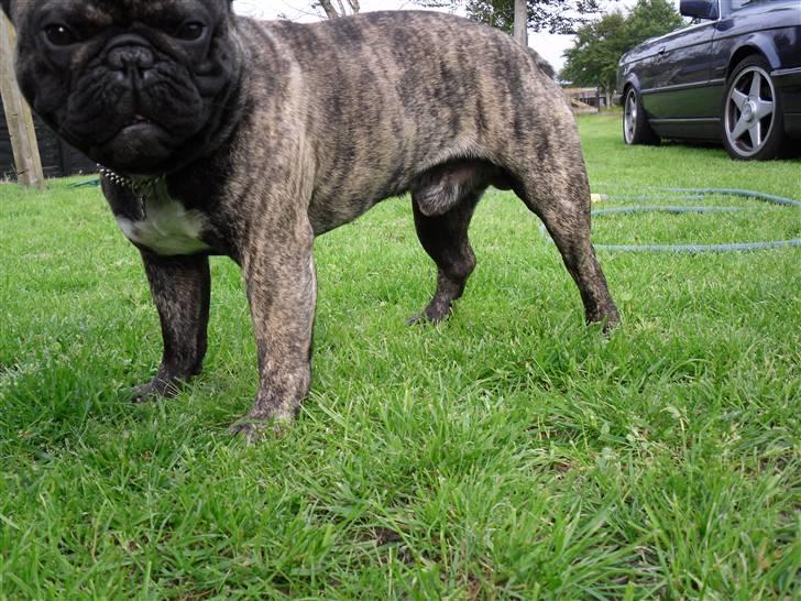 Fransk bulldog Mickey billede 6