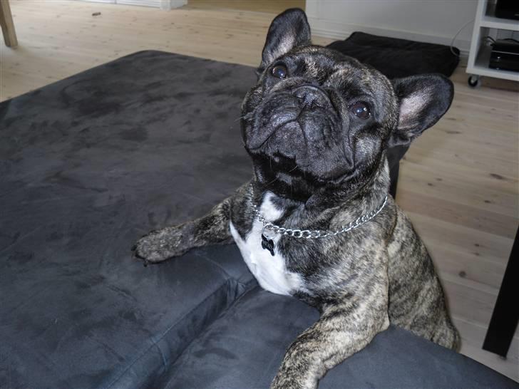 Fransk bulldog Mickey billede 7