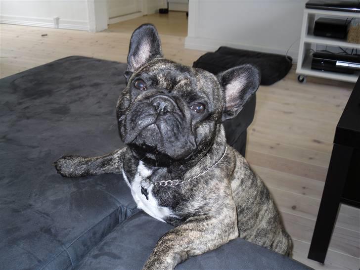Fransk bulldog Mickey billede 8