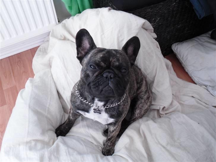 Fransk bulldog Mickey billede 9