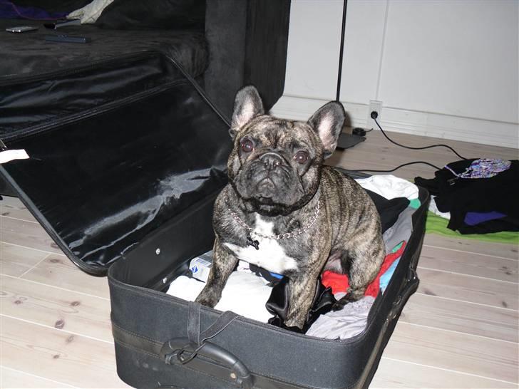 Fransk bulldog Mickey billede 10