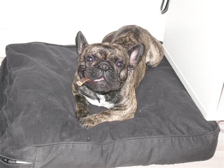 Fransk bulldog Mickey billede 11