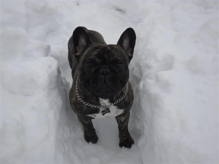 Fransk bulldog Mickey billede 12