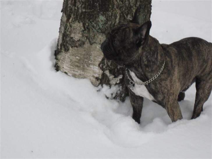 Fransk bulldog Mickey billede 13