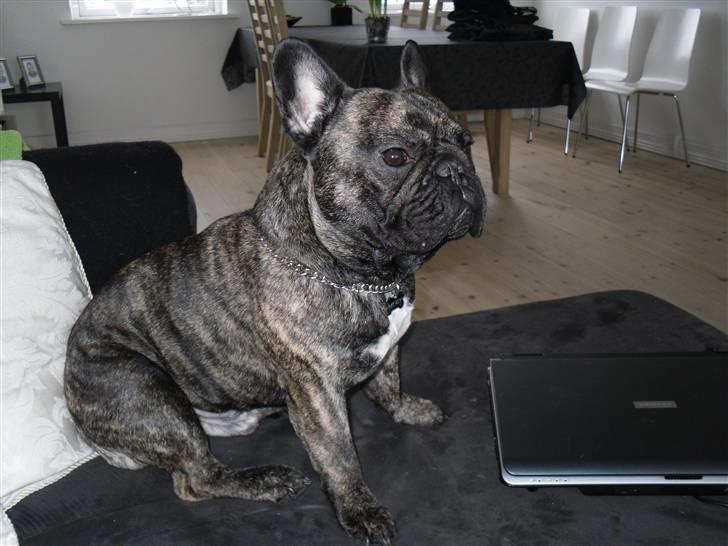 Fransk bulldog Mickey billede 14