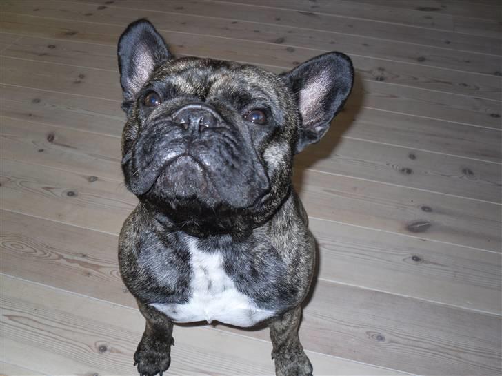 Fransk bulldog Mickey billede 15