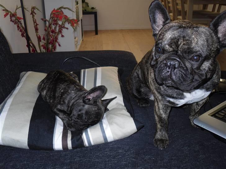 Fransk bulldog Mickey - Anton og Mickey billede 16