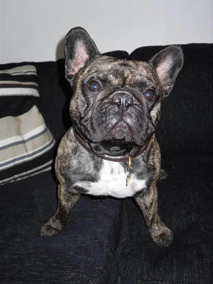 Fransk bulldog Mickey billede 17