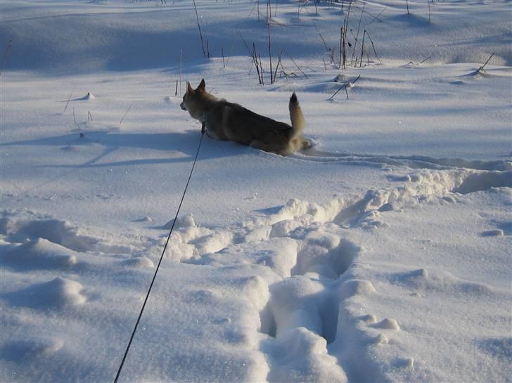 Tjekkoslovakisk ulvehund <3Fanthagiro Crying Wolf  - Det er svært at være en "dame" i sneen, når man skal tisse,  billede 17