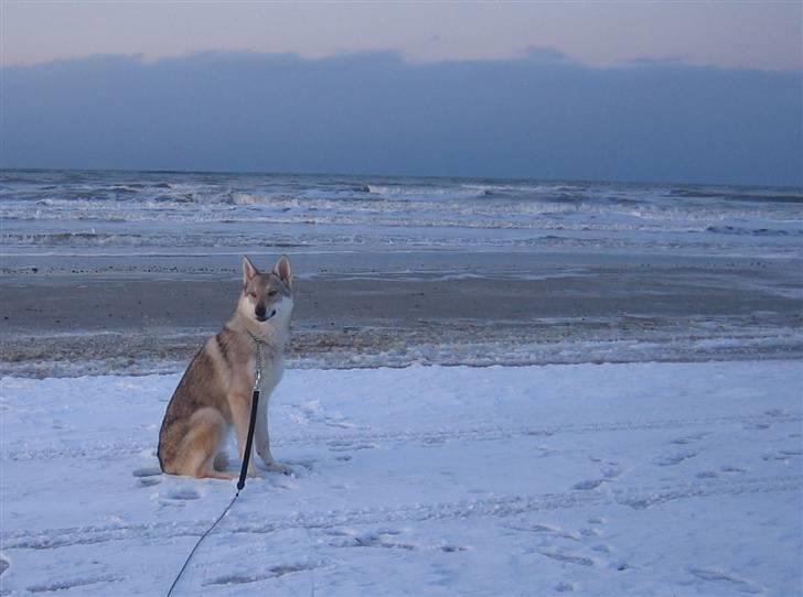 Tjekkoslovakisk ulvehund <3Fanthagiro Crying Wolf  - Må man godt bare sidde og nyde udsigten? billede 18