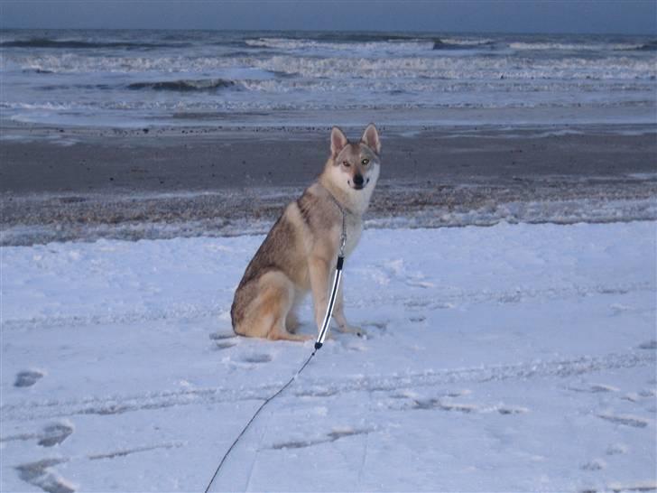 Tjekkoslovakisk ulvehund <3Fanthagiro Crying Wolf  billede 19