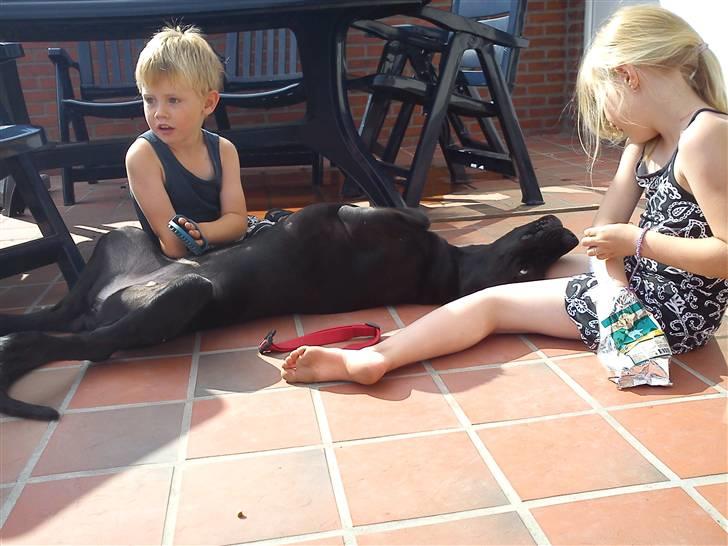 Grand danois Luna (ikke min mere) - gensyns glæde fra både børn og hund billede 9