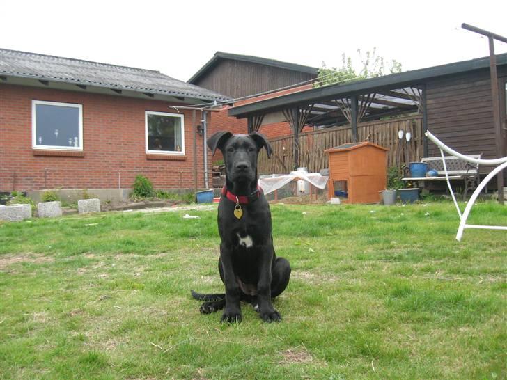 Grand danois Luna (ikke min mere) billede 10