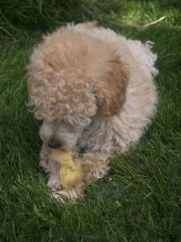 Blanding af racer Louie<3 billede 7