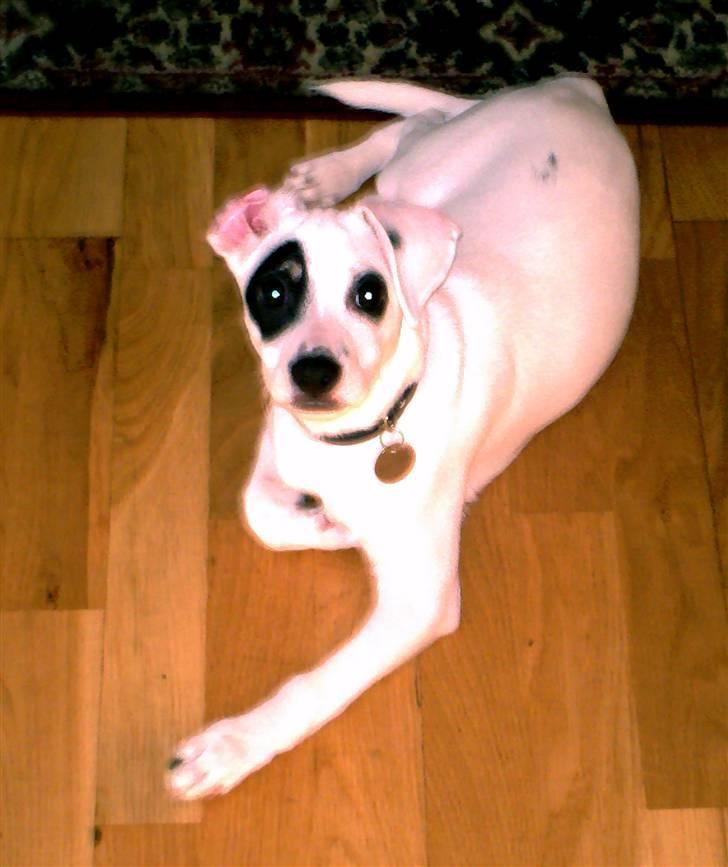 Dansk svensk gaardhund Holger billede 15