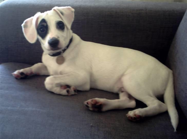 Dansk svensk gaardhund Holger billede 8