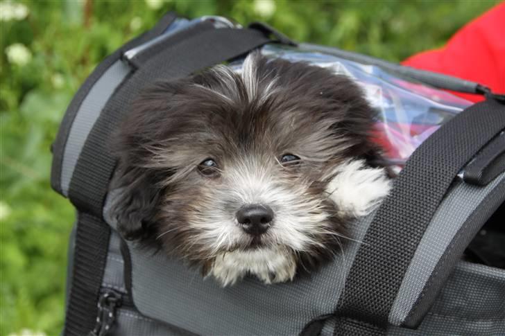 Blanding af racer Buster - Buster i hans nye cykelkurv billede 1