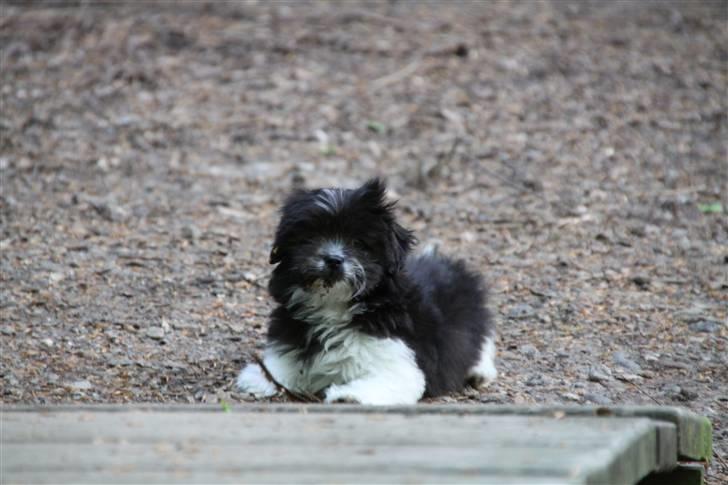 Blanding af racer Buster billede 2