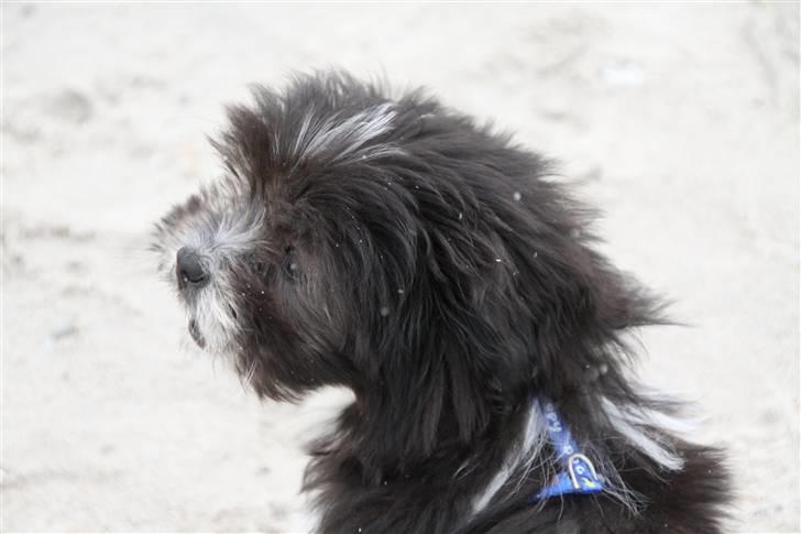 Blanding af racer Buster billede 4