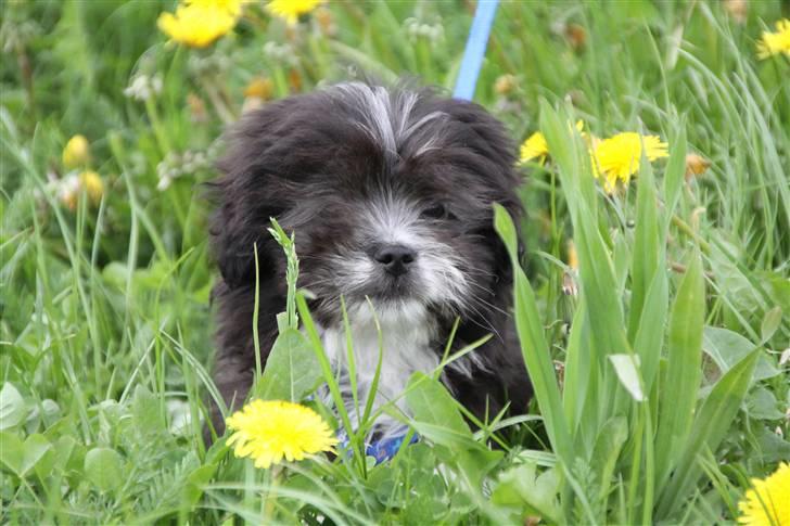 Blanding af racer Buster billede 5