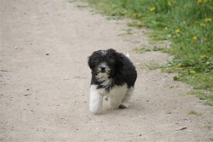 Blanding af racer Buster billede 6