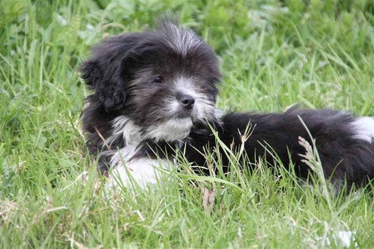 Blanding af racer Buster billede 7