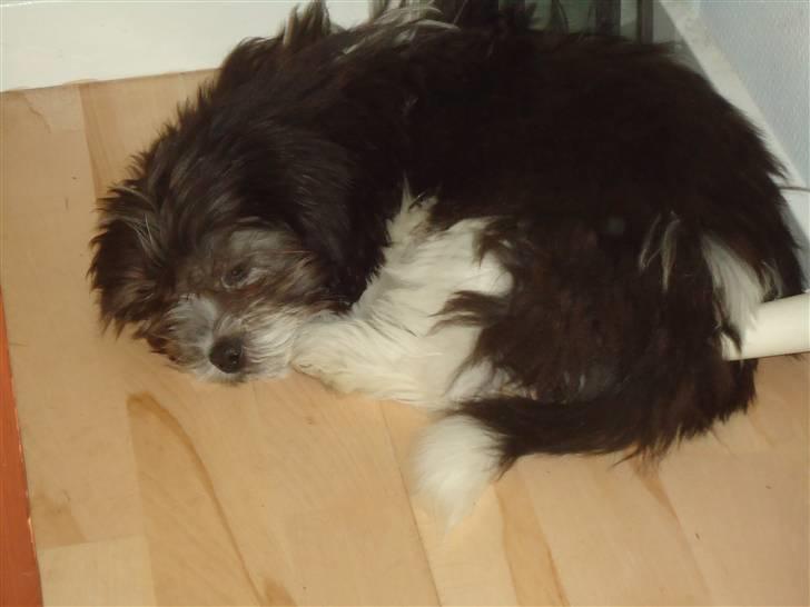 Blanding af racer Buster billede 8