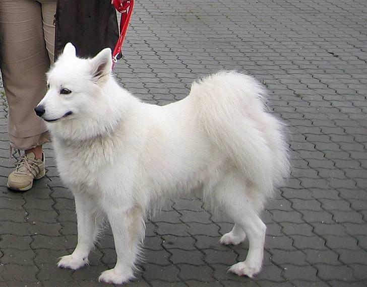 Samojedhund Bella - Okotber 2005 billede 13