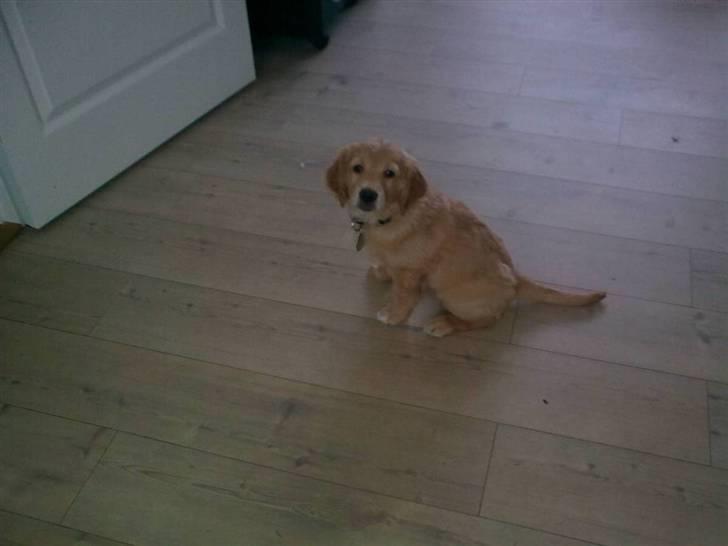 Golden retriever Sally - Stort og farligt nyt hus. Lille mig kun 8 uger gammel. billede 7
