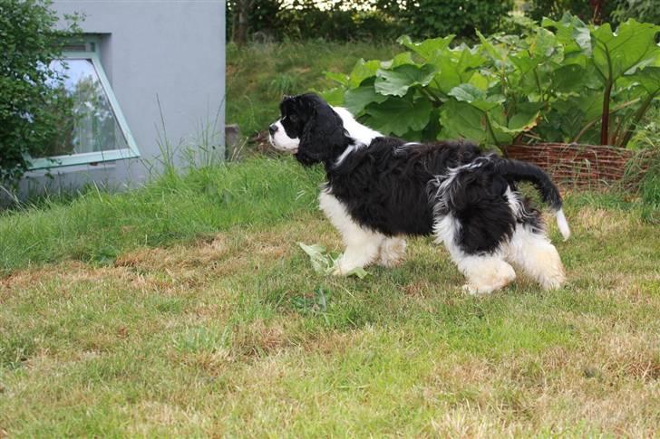 Amerikansk cocker spaniel Galaksi Tonight billede 1