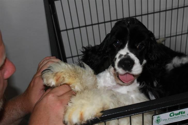 Amerikansk cocker spaniel Galaksi Tonight billede 2