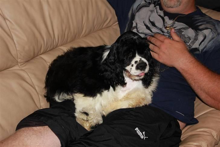 Amerikansk cocker spaniel Galaksi Tonight billede 3